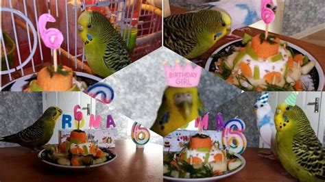 Vlog Birthday Budgie Birthday Cakemuhabbet Kuşu Doğum Günü Pastası