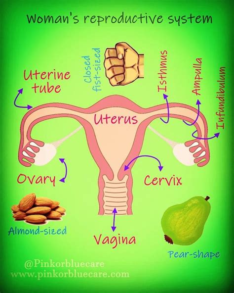 Womans Reproductive System Pink Or Blue Care Reproductive System