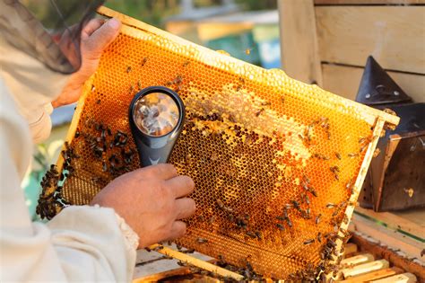 Oav How To Treat Varroa Mites Backyard Beekeeping