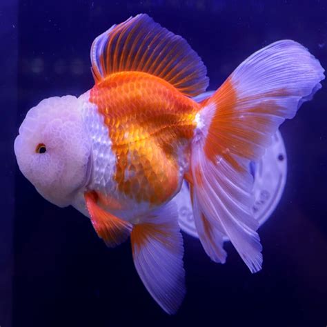Goldfish Assorted Oranda X Large Carassius Auratus 12 15cm