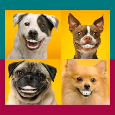 Presenting These Smiles To Make You Smile Smilingdogs Dogmemes