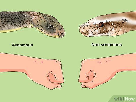 What To Do If Bitten By A Venomous Snake Snake Poin