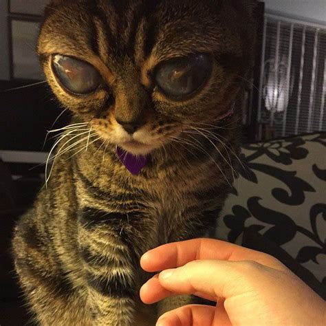 This Cat Has The Biggest Eyes I Have Ever Seen 11 Photos Cats