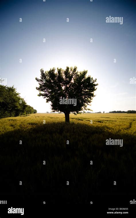 Tree Casting A Shadow On A Field Stock Photo Alamy