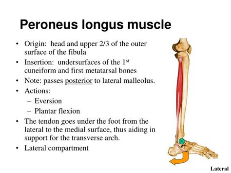 Peroneus Longus Muscle Action