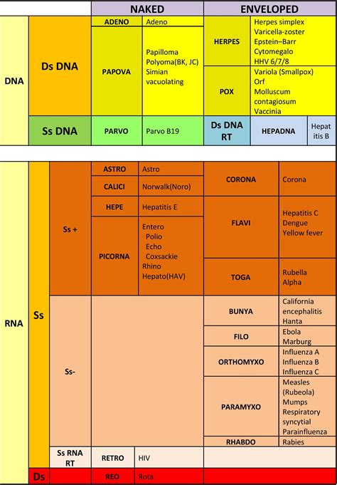 Simplified Table for Virus Classification  Eser İşler  Medium