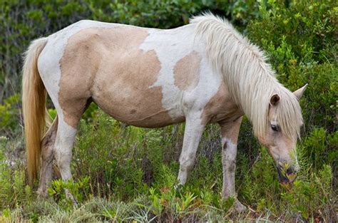 chincoteague pony information  pictures petguide chincoteague ponies pony breeds pony
