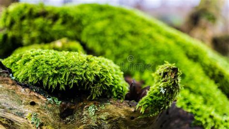 Closeup Of Moss On A Dead Tree Stem Stock Photo Image Of Outdoor
