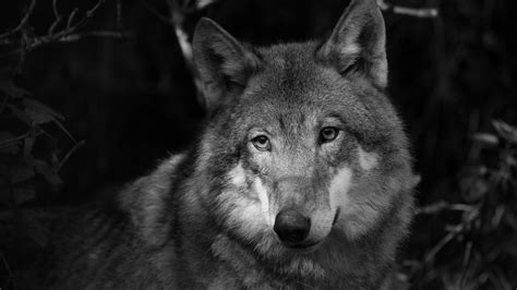 Animal Wolf 25 4k 5k Hd Animals Wallpapers Hd Wallpapers Id 35732