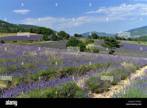 Fields Of Lavender Stock Photo Alamy