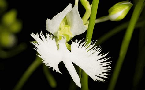 White Egret Orchids Care Complete Guide To Habenaria Radiata