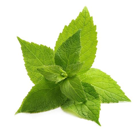 Green Mint Leaves Isolated Stock Image Image Of Green 189618735