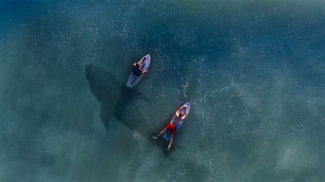 What To Know About Sharks While Surfing — Isla Surf School