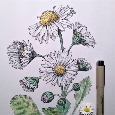 Learn how to draw a daisy flower (daisies) in simple steps drawing lesson / tutorial for beginners. Original size of image #3254396 - Favim.com