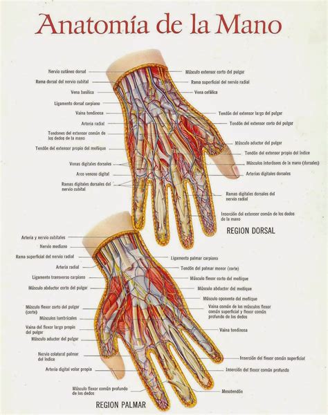 Tecnico Auxiliar De Enfermeria Anatomia Mano Anatomia Humana Musculos