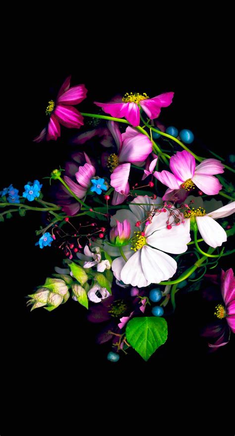 Colorful Flower Black Wallpapersc Iphone6splus