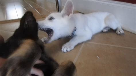 Black And White German Shepherd Puppies Prove Opposites Attract A