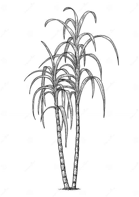 Sugar Cane Illustration Drawing Engraving Ink Line Art Vector