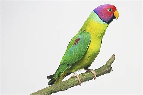 Plum Headed Parakeet Bird Species Profile