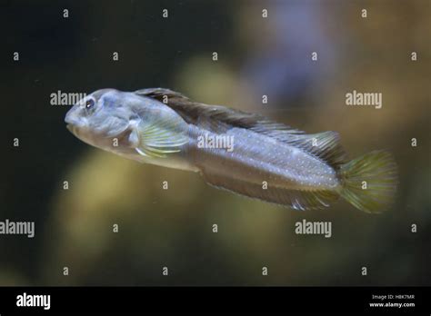 Goby Gobius Sp Marine Fish Stock Photo Alamy
