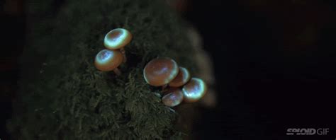 A Glow In The Dark Forest Is A Magical And Trippy Place Gizmodo Australia