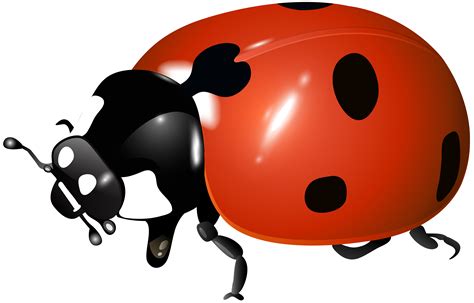 Ladybug Transparent Clipart Image Gallery Yopriceville High Quality