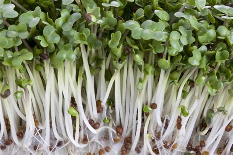 Broccoli Sprouts Improve Autism And The Microbiome
