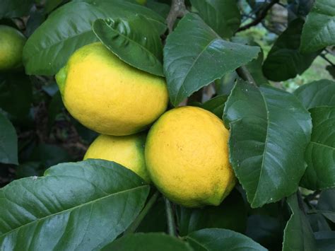 Citrus Enthusiast: Meyer Lemons vs. Regular Lemons