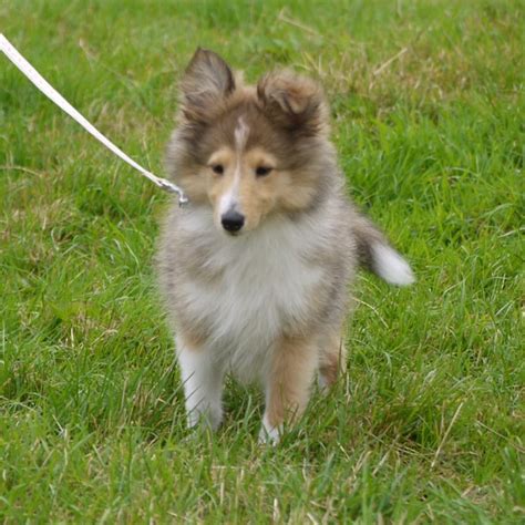 Miniature Lassie Dogshow Dog Flickr Photo Sharing
