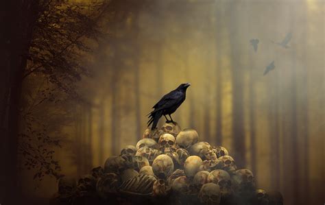 Raven Sitting On Skulls Hd Photography 4k Wallpapers Images