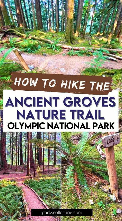 The Ancient Groves Nature Trail in Olympic National Park offers an