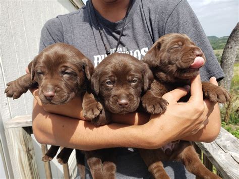 We have loved and cared for each puppy long before they were even born. Labrador Retriever Puppies For Sale | San Antonio, TX #300707