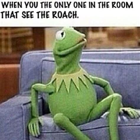 25 Kermit The Frog Memes That Are Insanely Hilarious SayingImages