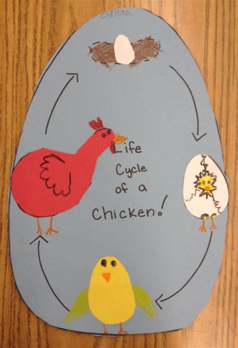 Life Cycle Of A Chicken Apples And Abcs