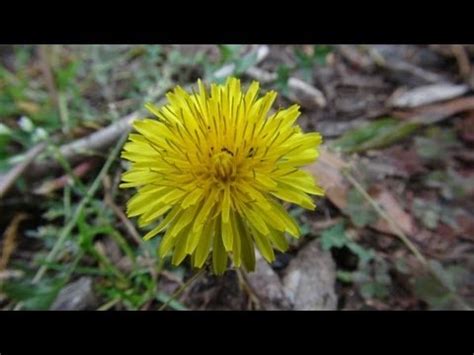 Any plant, if cared for properly, will have a natural resistance to most diseases. Wild Edible Plants in your Backyard! (HD) - YouTube