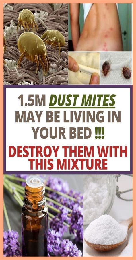 15 Million Dust Mites Are Living In Your Bed Destroy Them By Doing