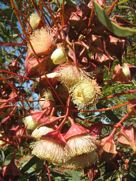 Eucalyptus Kingsmillii 30 Seeds Trigg Plants