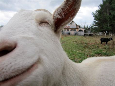 All Your Favorite Internet Goats Back To Baaaahk Because Dreams Really