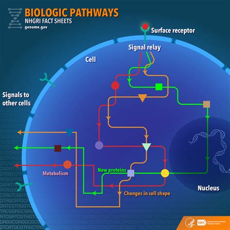 Biological Pathways Fact Sheet | NHGRI