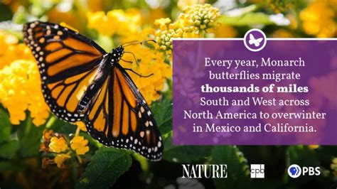 monarch butterfly fact sheet blog nature pbs