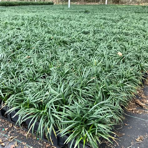 Does anybody know of a way to kill this. UPS Shipments - G & S Nursery