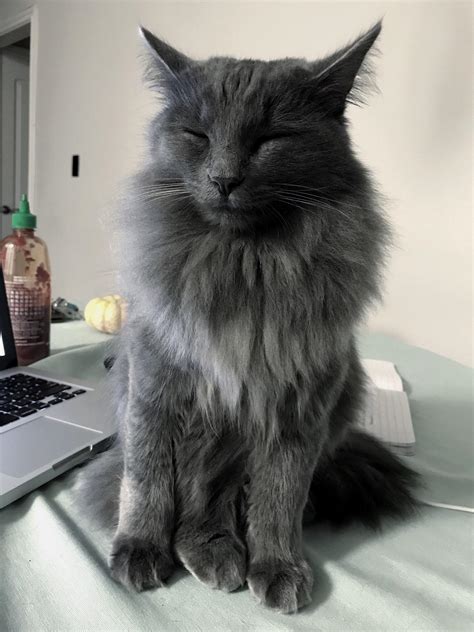 Was Told She Might Be A Russian Bluemaine Coon Mix As A Kitten But I