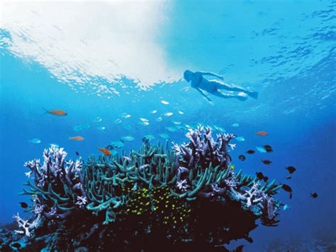 Snorkeling On The Great Barrier Reef — Yacht Charter And Superyacht News