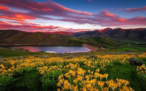 Download Yellow Flower Spring Lake Mountain Flower Nature Landscape Hd
