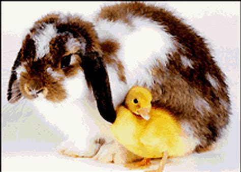 Bunny With A Chick Baby Bunnies Photo 19895213 Fanpop