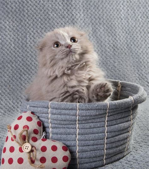 Scottish Fold Highland Fold Kitten Gray Fluffy Cat Stock Image Image