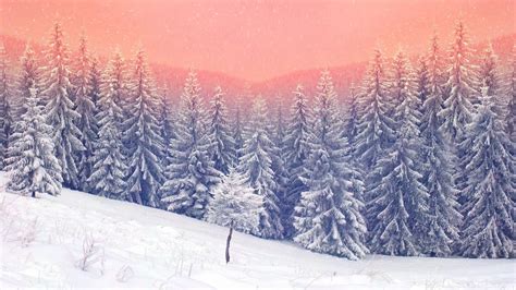 2560x1440 Landscape Snow Trees 5k 1440p Resolution Hd 4k