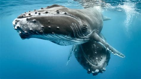 In this sense, the species that belong to this group have specific characteristics, which are very similar for every one of them; Why baleen whales grew so big : Research Highlights