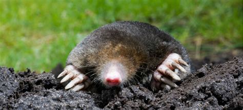 What is digging holes in my garden at night australia? What Is Digging Holes in My Garden | Fantastic Services