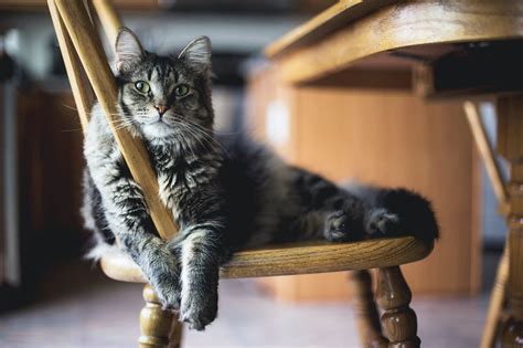 Tica Breeders